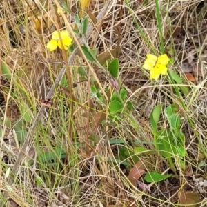 Goodenia hederacea at Campbell, ACT - 4 Jan 2023 12:02 PM