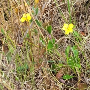 Goodenia hederacea at Campbell, ACT - 4 Jan 2023