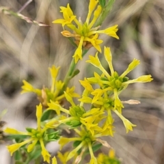 Pimelea curviflora (Curved Rice-flower) at Mount Ainslie - 4 Jan 2023 by trevorpreston