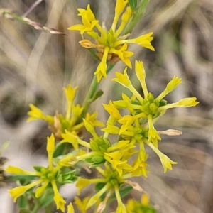 Pimelea curviflora at Campbell, ACT - 4 Jan 2023