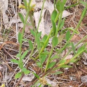 Pimelea curviflora at Campbell, ACT - 4 Jan 2023