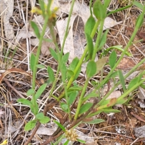 Pimelea curviflora at Campbell, ACT - 4 Jan 2023 11:49 AM