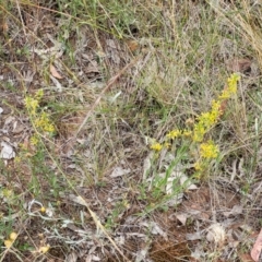 Pimelea curviflora at Campbell, ACT - 4 Jan 2023