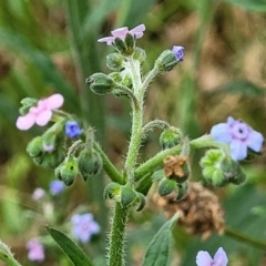 Cynoglossum australe (Australian Forget-me-not) at Campbell, ACT - 4 Jan 2023 by trevorpreston