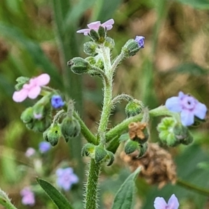 Cynoglossum australe at Campbell, ACT - 4 Jan 2023 01:00 PM