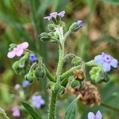 Cynoglossum australe (Australian Forget-me-not) at Mount Ainslie - 4 Jan 2023 by trevorpreston