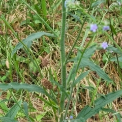 Cynoglossum australe at Campbell, ACT - 4 Jan 2023 01:00 PM