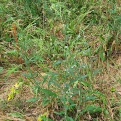 Cynoglossum australe at Campbell, ACT - 4 Jan 2023 01:00 PM