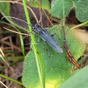 Phytoecia coerulescens at Campbell, ACT - 4 Jan 2023 01:00 PM