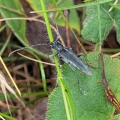 Phytoecia coerulescens at Campbell, ACT - 4 Jan 2023 01:00 PM