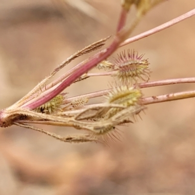 Daucus glochidiatus (Australian Carrot) at Mount Ainslie - 4 Jan 2023 by trevorpreston