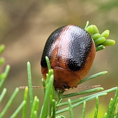 Dicranosterna immaculata (Acacia leaf beetle) at Campbell, ACT - 4 Jan 2023 by trevorpreston