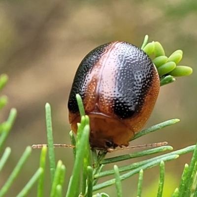 Dicranosterna immaculata (Acacia leaf beetle) at Mount Ainslie - 4 Jan 2023 by trevorpreston