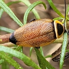 Ellipsidion australe (Austral Ellipsidion cockroach) at Campbell, ACT - 4 Jan 2023 by trevorpreston