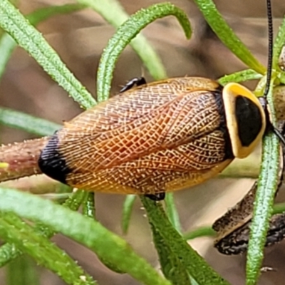 Ellipsidion australe (Austral Ellipsidion cockroach) at Campbell, ACT - 4 Jan 2023 by trevorpreston