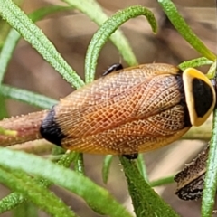 Ellipsidion australe at Campbell, ACT - 4 Jan 2023 12:23 PM