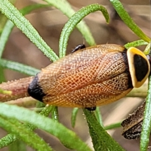 Ellipsidion australe at Campbell, ACT - 4 Jan 2023