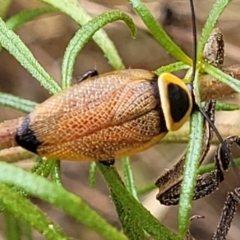 Ellipsidion australe at Campbell, ACT - 4 Jan 2023