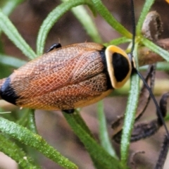 Ellipsidion australe at Campbell, ACT - 4 Jan 2023 12:23 PM