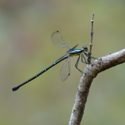 Austroargiolestes icteromelas (Common Flatwing) at Jervis Bay National Park - 4 Nov 2022 by RobG1