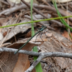 Austroargiolestes icteromelas at Vincentia, NSW - 4 Nov 2022