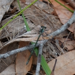 Austroargiolestes icteromelas at Vincentia, NSW - 4 Nov 2022