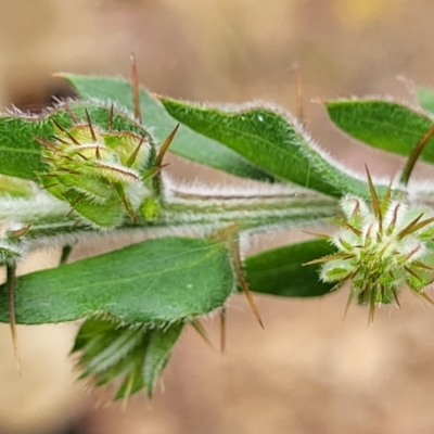 Acacia paradoxa (Kangaroo Thorn) at Mount Ainslie - 4 Jan 2023 by trevorpreston