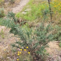 Acacia paradoxa at Campbell, ACT - 4 Jan 2023