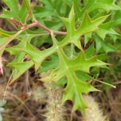 Grevillea ramosissima subsp. ramosissima (Fan Grevillea) at Mount Ainslie - 4 Jan 2023 by trevorpreston