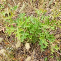 Grevillea ramosissima subsp. ramosissima at Campbell, ACT - 4 Jan 2023 11:54 AM