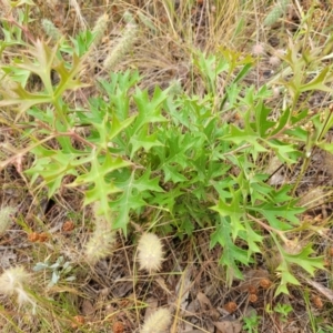 Grevillea ramosissima subsp. ramosissima at Campbell, ACT - 4 Jan 2023