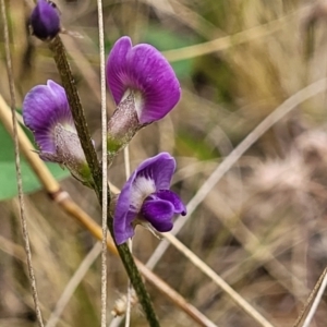 Glycine tabacina at Campbell, ACT - 4 Jan 2023