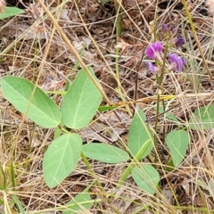 Glycine tabacina at Campbell, ACT - 4 Jan 2023