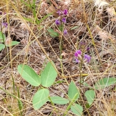 Glycine tabacina at Campbell, ACT - 4 Jan 2023