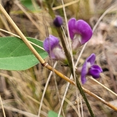 Glycine tabacina at Campbell, ACT - 4 Jan 2023