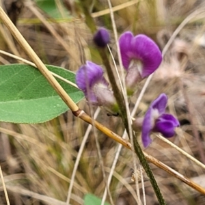 Glycine tabacina at Campbell, ACT - 4 Jan 2023 11:53 AM