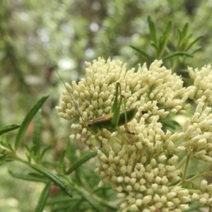 Conocephalomima barameda at Tallong, NSW - 1 Jan 2023