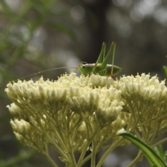 Conocephalomima barameda at Tallong, NSW - 1 Jan 2023 10:42 AM