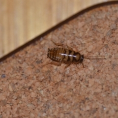 Robshelfordia simplex (Shelford's Western Cockroach) at QPRC LGA - 25 Jan 2021 by natureguy