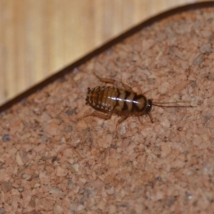 Robshelfordia simplex at Wamboin, NSW - 25 Jan 2021