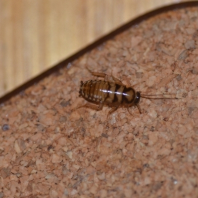 Robshelfordia simplex (Shelford's Western Cockroach) at Wamboin, NSW - 25 Jan 2021 by natureguy