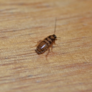 Robshelfordia simplex at Wamboin, NSW - 25 Jan 2021