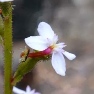 Stylidium graminifolium at Vincentia, NSW - 4 Nov 2022