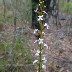 Stylidium graminifolium at Vincentia, NSW - 4 Nov 2022