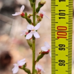 Stylidium graminifolium at Vincentia, NSW - 4 Nov 2022