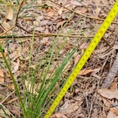 Stylidium graminifolium at Vincentia, NSW - 4 Nov 2022