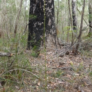 Stylidium graminifolium at Vincentia, NSW - 4 Nov 2022