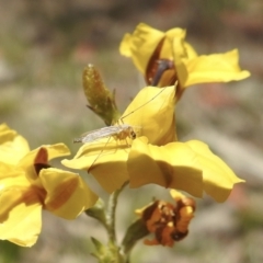 Chironomidae (family) (Non-biting Midge) at Wingecarribee Local Government Area - 1 Jan 2023 by GlossyGal