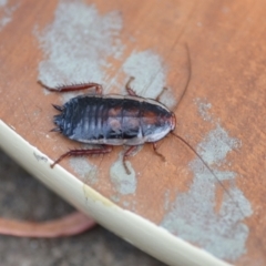 Drymaplaneta sp. (genus) (Unidentified Wood Runner) at Wamboin, NSW - 25 Jan 2021 by natureguy