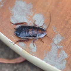 Drymaplaneta sp. (genus) (Unidentified Wood Runner) at QPRC LGA - 25 Jan 2021 by natureguy